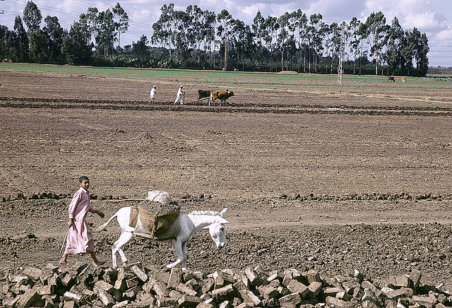 Agriculture in egypt