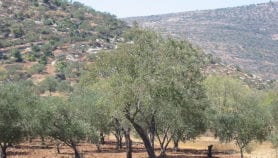 بوابة فلسطينية للتنوع الحيوي