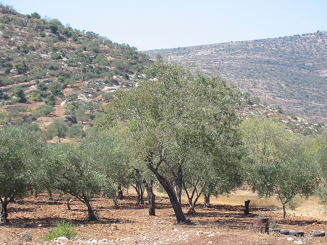Palestine plant