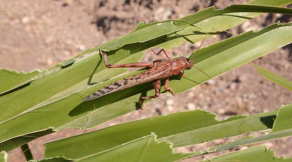 Locust swarm