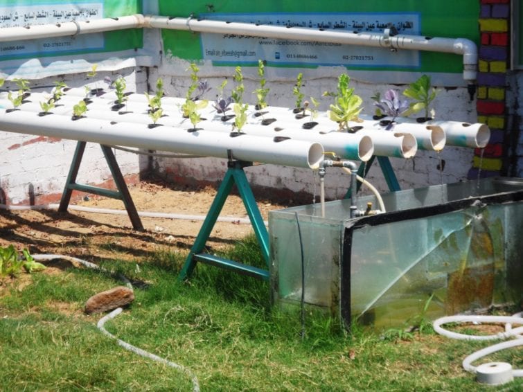 نماذج للزراعة المائية التي يمكن استخدامها لإنتاج الخضراوات وتربية الأسماك فوق أسطح المنازل
