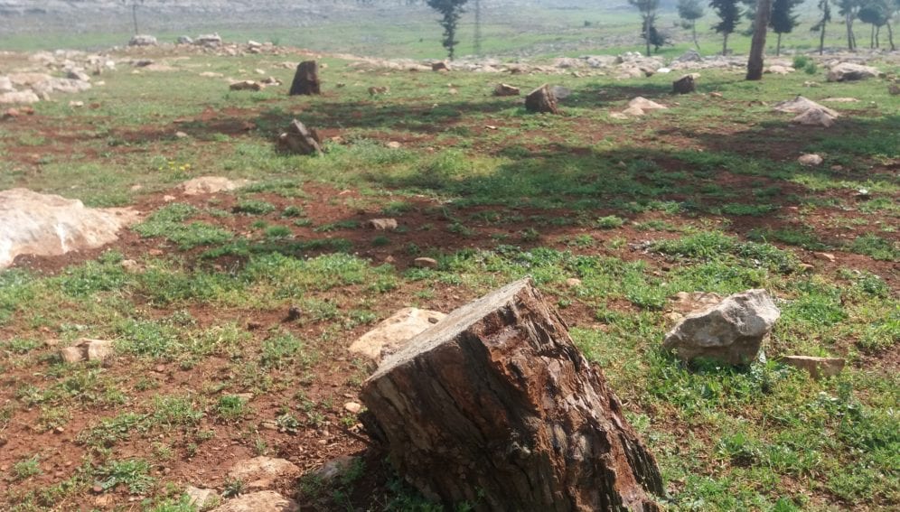 Reforestation Syria