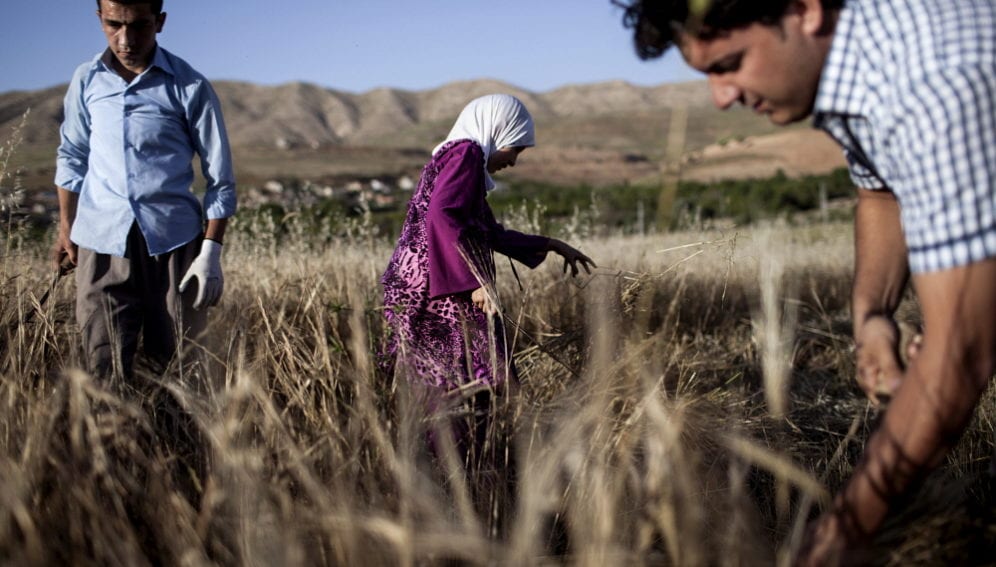 Agriculture in iraq 2