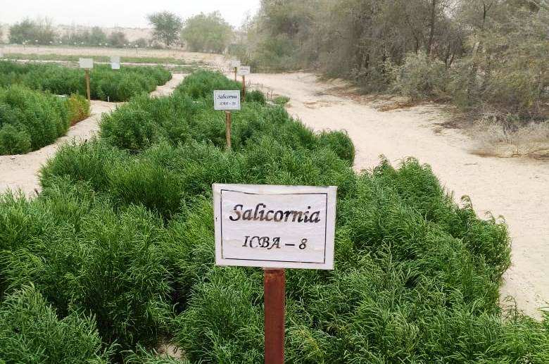 Salicornia ICBA