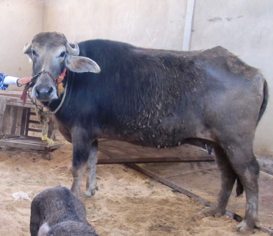 أول عجل أنابيب جاموسي في الشرق الأوسط إنتاج مصري الشرق الأوسط وشمال أفريقيا