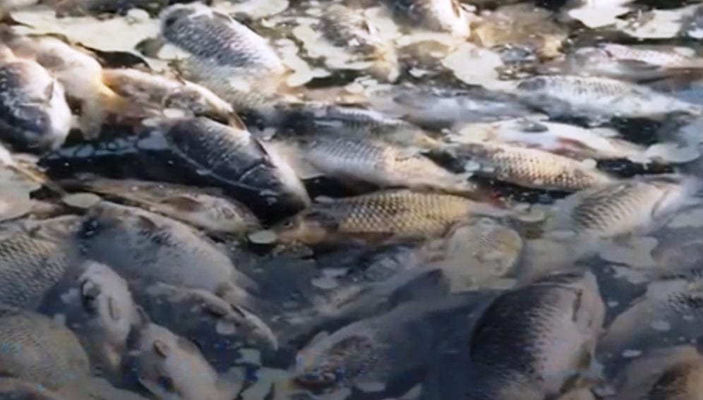 Euphrates River dead fish