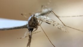 خطر الملاريا لا يزال مُحدِقًا
