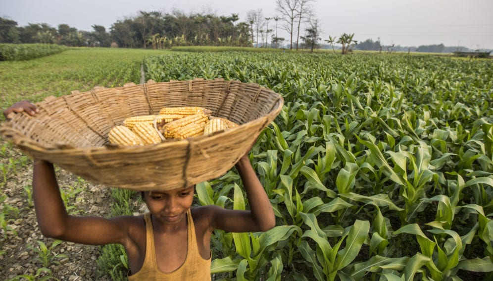 boy in maize field_panos