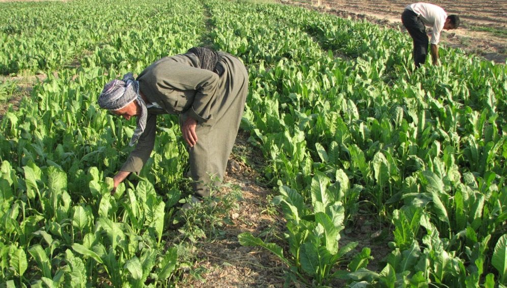 A Kurdish farmer still returns daily to farm his land