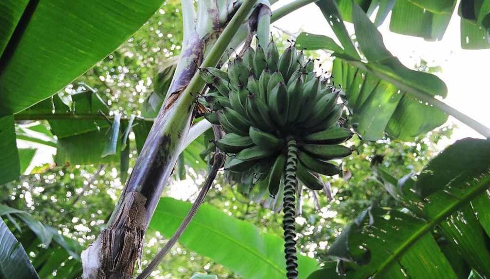 Banana trees