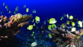 تغيُّر المناخ يعيد توزيع الأحياء البحرية