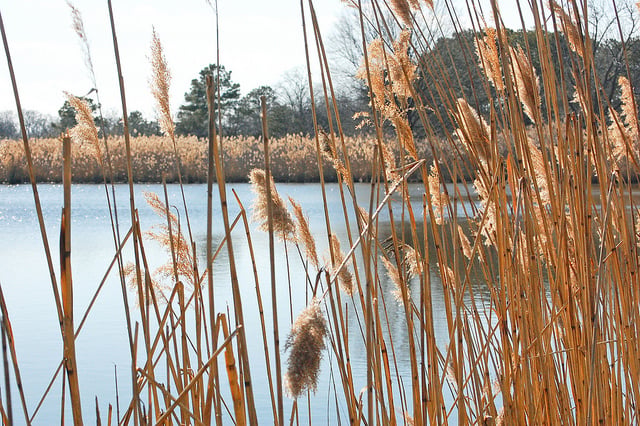 Reeds