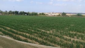 مَن زرع وسقى وحصد بمنطقتنا في زمن كوفيد ومَن لا