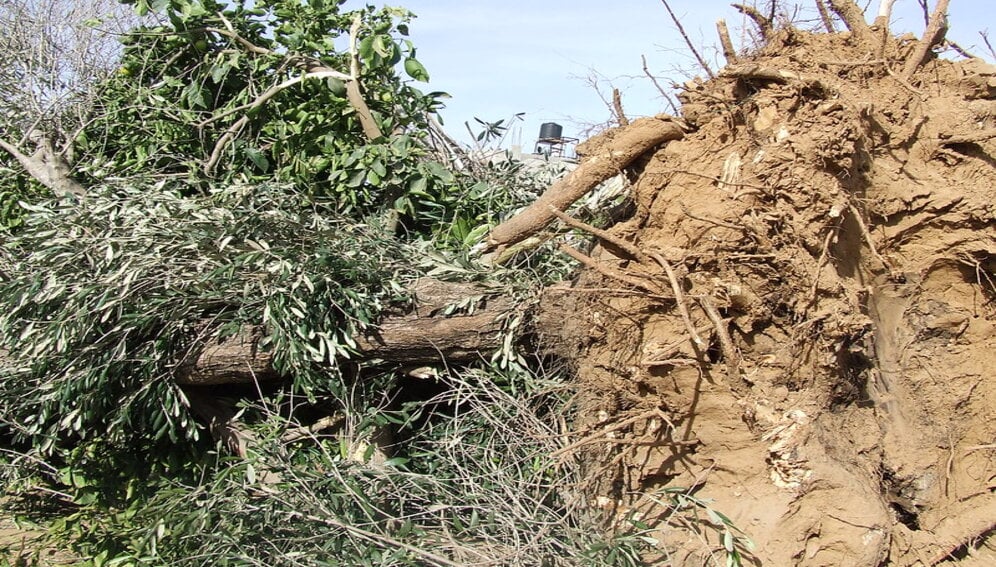 اعتداءات الاحتلال قضت على الأرض الزراعية في غزة - الشرق الأوسط وشمال أفريقيا