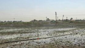 بشرى بقرب استنئاف زراعة أرز ’الشلب‘ في العراق