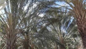 كحول طبي من التمور الفاسدة بالجزائر