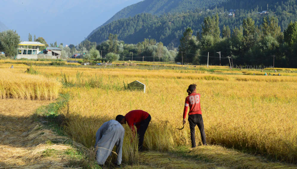 Indian farmers harvesting paddy. India imposed a ban on export of non-basmati white rice and this has prompted other countries to consider self-sufficiency.