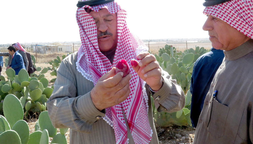 Farmer tasting red fruit of cactus pear, Madaba, Jordan, 2019 - Taken By: Sawsan Hassan/ICARDA