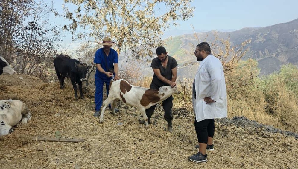 algeria_fires_veterinary_996x567