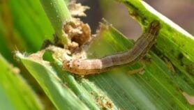 الحرب على إيران تزيد فرص جيشان دودة ’الحشد الخريفية‘