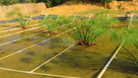 نجاح مبشر وواعد لتجربة الأراضي الرطبة المصطنعة في معالجة المياه