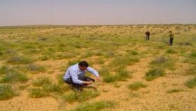 بعد انحسار.. جهود لتنمية وتطوير المراعي الطبيعية في ليبيا