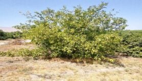 خرائط دقيقة ترصد زحف ملوحة البحر الميت