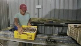 شفاطات صديقة للبيئة من البوص المصري