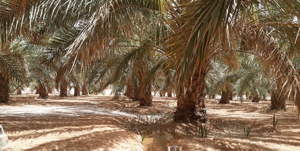 جهاز السقي الذاتي للنخيل