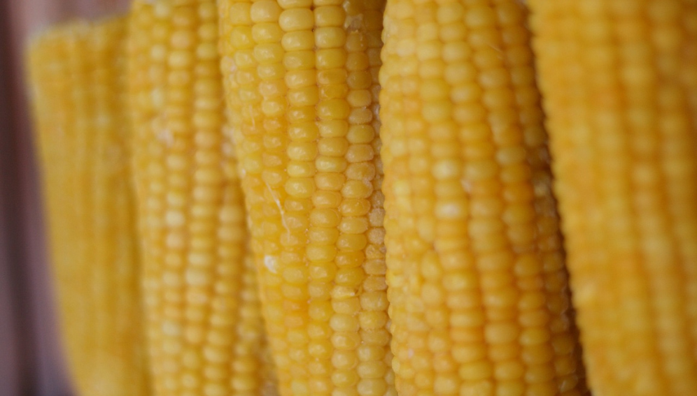 Push-pull tech increase maize yields