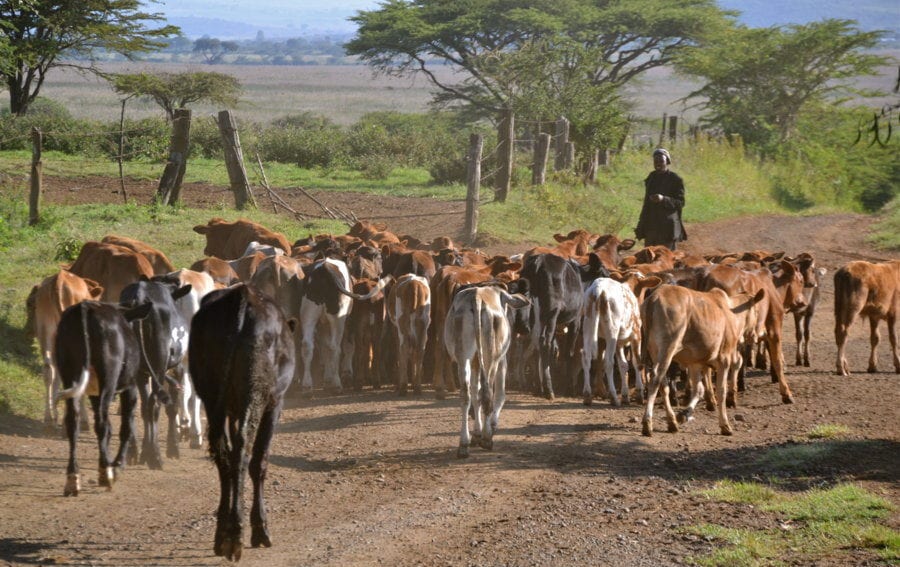 In the field: Kenya