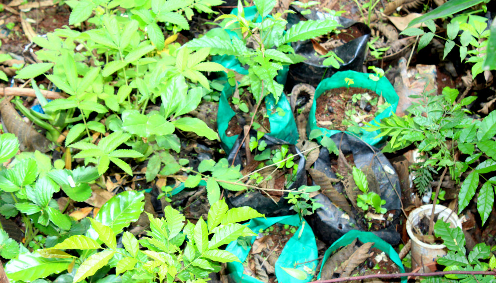 Seedlings in plastic bags, which have been banned by the Ministry of Environment and Natural Resources in Kenya. According to Kinyanjui, the plastic bags squeeze the roots of the seedlings, preventing them from growing naturally.
