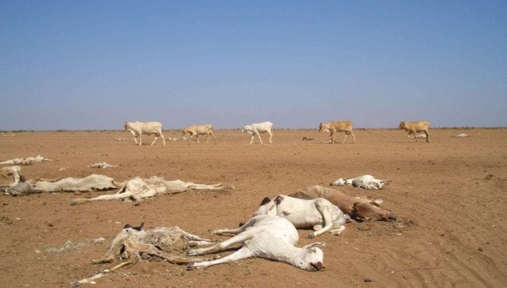 Dead and dying animals at the Dambas, Arbajahan, Kenya