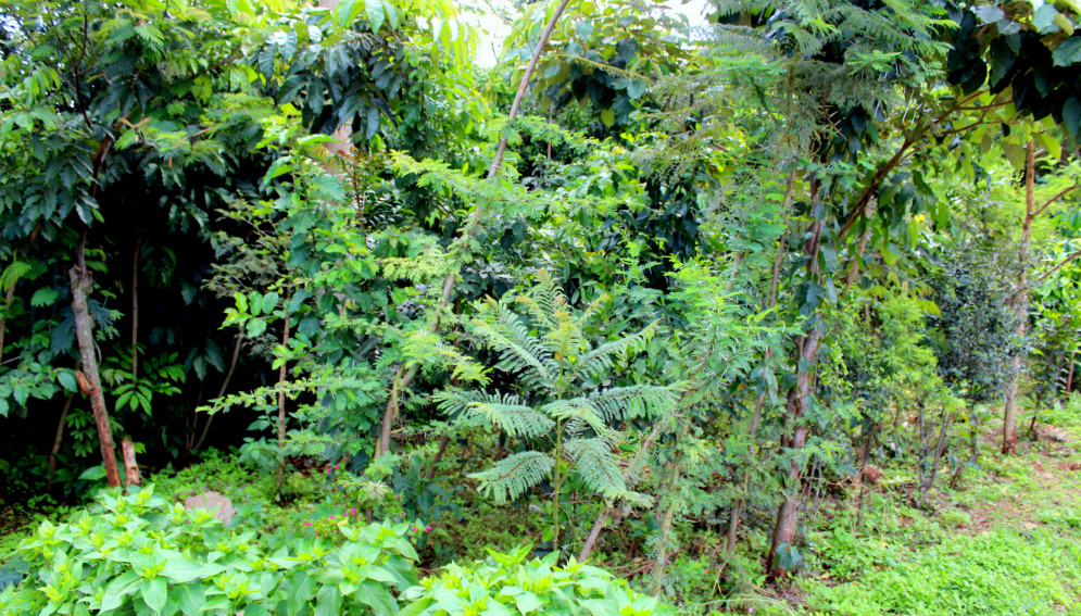 An assortment of indigenous trees at Kinyanjui’s home in Runda estate, in Nairobi. He says all trees were replanted from seeds obtained from the same piece of land.
