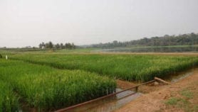 Nigeria gets ‘high-yielding and drought-tolerant’ rice