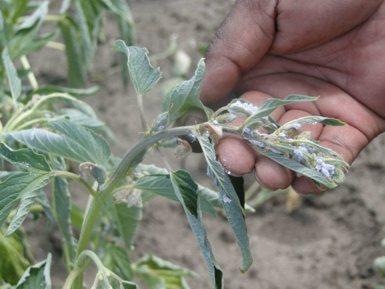 The farmers are however faced with serious mealybug pest that destroys the crop during growth stages affecting yields
