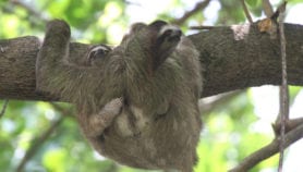 Panama’s sloths harbour potential drugs