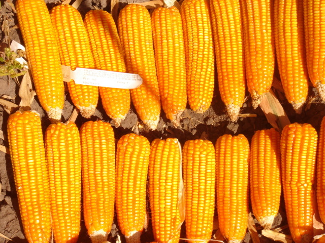 A-enriched orange maize, harvested in Zambia
