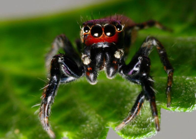 Spider