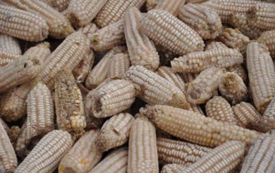 Aflatoxin infected maize