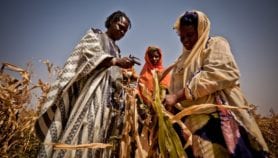 Weather-based insurance ‘could benefit smallholders’