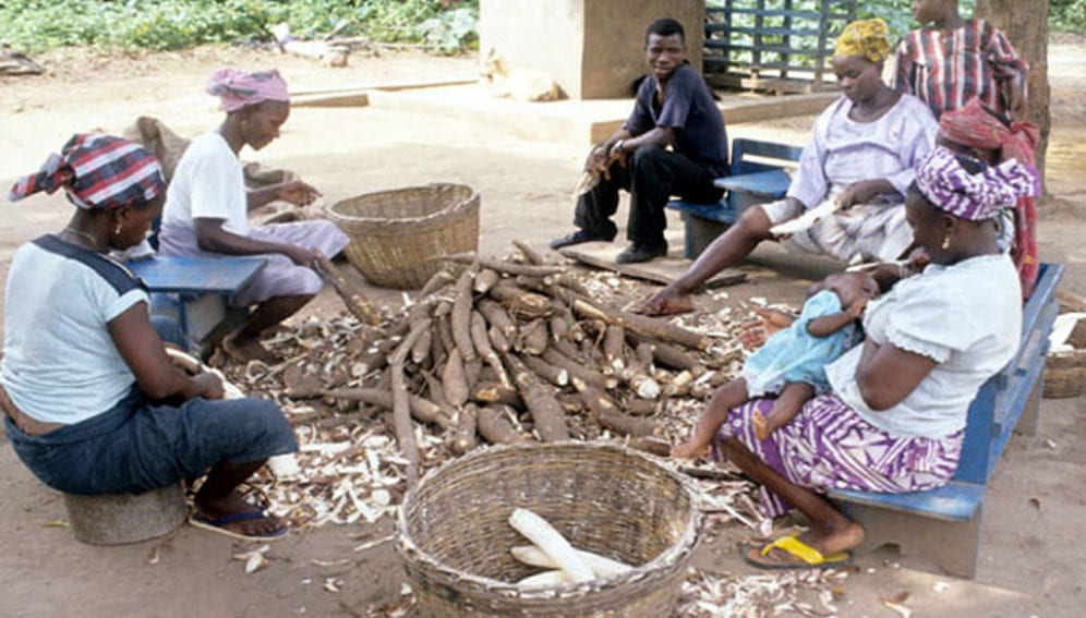 Women peeling cassava roots