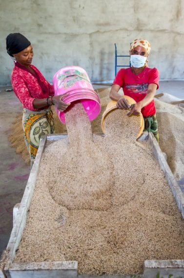 Women clean sesame seeds prior to bagging at Farm Africa established warehouse in Babati District in northern Tanzania
