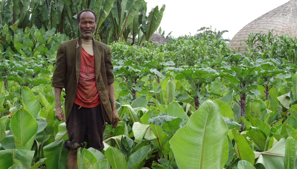 Farmer intercropping cabbage and Enset, Sidama, Ethiopia