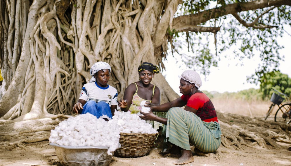 FARMERS separate the seeds from the fiber of freshly harvested cotton, under a tree