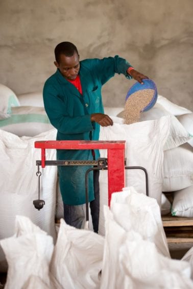 After cleaning, the sesame seeds are  weighed and packed into bags at a warehouse cooperative set up by Farm Africa
