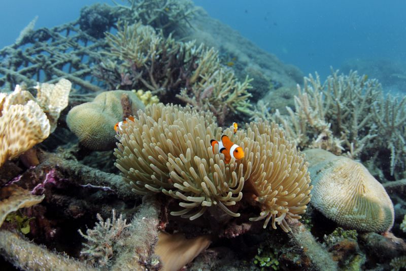 Indian Ocean warming reduces marine life by 20 per cent - Sub-Saharan ...
