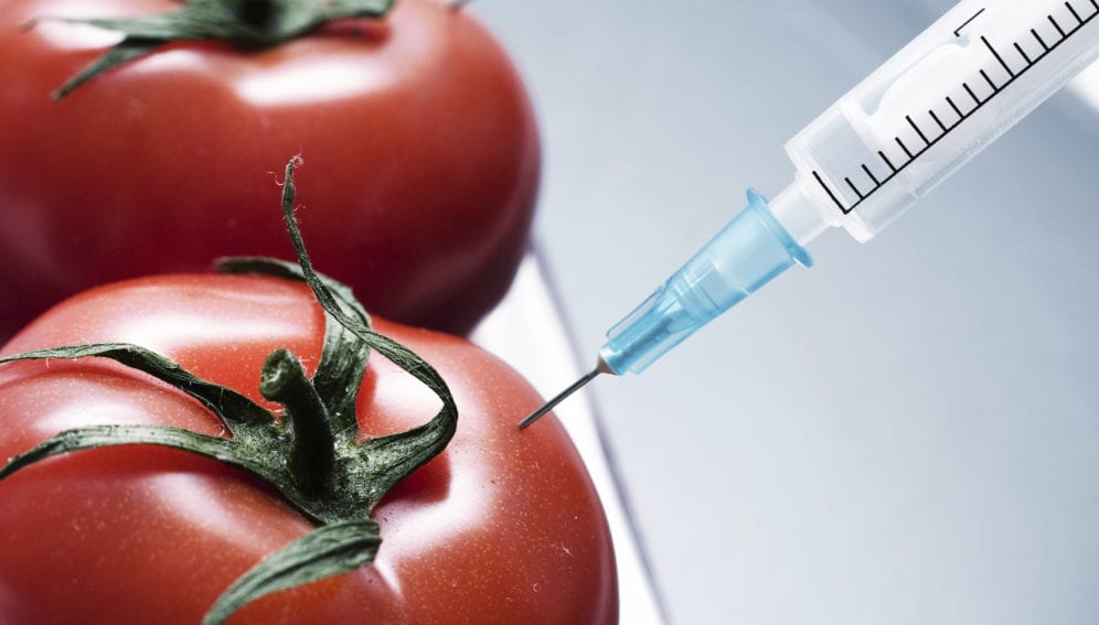 GMO-tomato-jpg