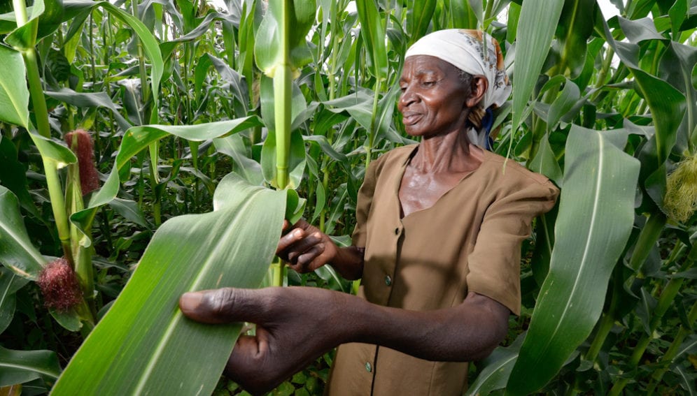A booming maize plot planted in rotation with nitrogen-fixing soybeans, in Kisumu, Kenya