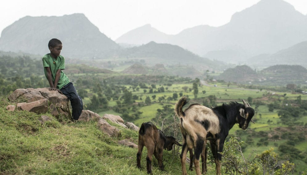 A boy watches goats as they graze on a hillside
